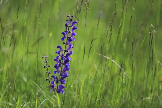 Meadow sage, Salvia pratensis, meadow sage