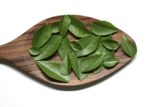 Curry leaves in the wooden spoon