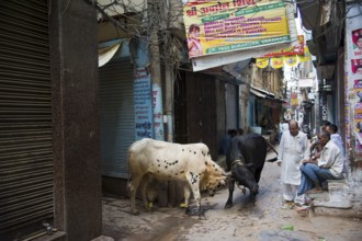 Bull fight bhairavnath lane, varanasi, uttar pradesh, india, asia