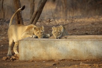 Lioness cub sasan gir Gujarat India Asia