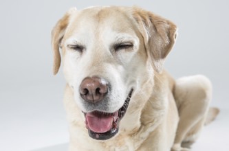 Blonde Labrador in the photo studio, 2016