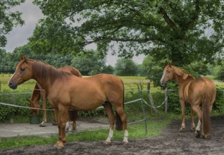 Horses in a paddock in Hamburg, 2016