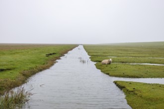 Sheep on the dyke Friesland