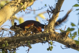 Giant squirrel (Ratufa indica), species of giant squirrel (genus Ratufa) within the squirrel family