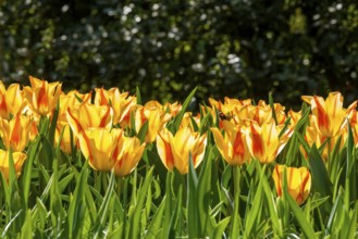Tulip blossom