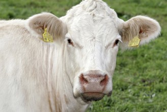 Charolais Cattle