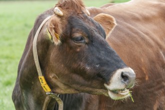 Brown cow grazing with green meadow in the background, borken, münsterland, germany