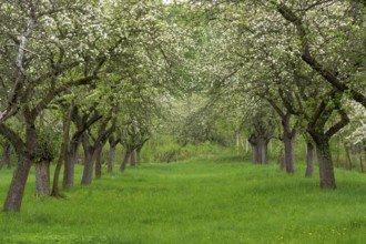 Cherry orchard. Tree trunk cherry in a row. Cherry trees alley