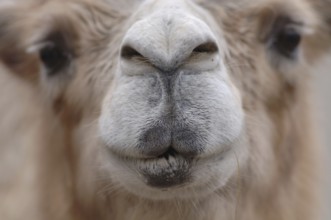 Face of a camel with dark eyes and pursed lips