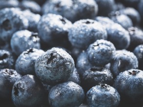 Extreme close up view of blueberries. Selective focus. Copy space. Bilberry on wooden Background.