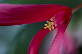 Drooping flower of Begonia boliviensis from northern Argentina. Wild form from the Andean mountain