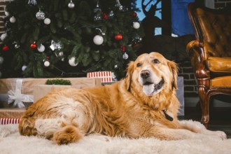 Golden Retriever dog in Christmas. Cute dog on Christmas tree background. Christmas Dog Retriever