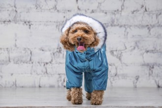 Small funny dog of brown colour with curly hair of toy poodle breed posing in clothes for dogs.