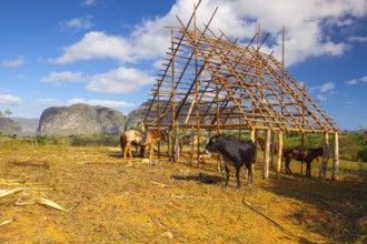 Famous Cuba farmland tobacco area, Valley de Vinales, Pinar del Rio, Cuba.Traditional drying shed
