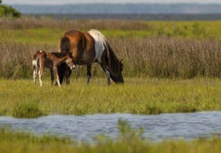 Two of the wild ponies on Assateague Island forage in marsh at the waters edge