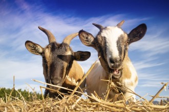 Photo shoot during the lunch break of two domestic goats