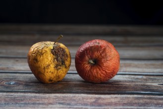 Red wilted rotten apples on a table. Bacteria infected rotten fruit