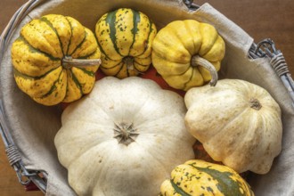Pumpkin, patisson and jack be little in a decorative basket on a table