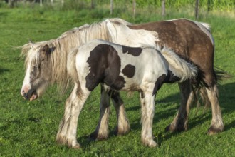 Irish cob horses in a pasture in spring. In the French countryside, horses go out into the meadows