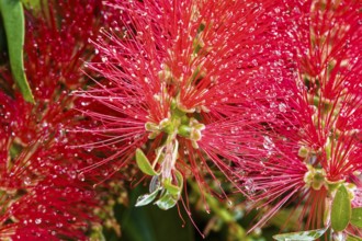 Bottlebrush, Callistemon rugulosus, Madeira, Funchal, Australia, Oceania