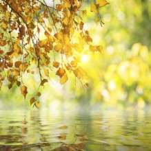 Branch of birch above the calm river in autumn