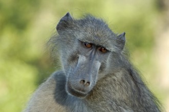 A chacma baboon showing his profile early in the morning in South Africa
