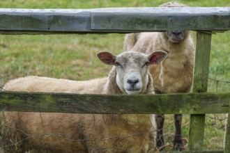 A sheep looks through an old, moss-covered fence on a grassy meadow, borken, münsterland, germany