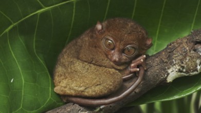 Tarsier monkey (Tarsius Syrichta) on tree in natural jungle environment, Philippines. Bohol island