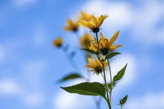 Yellow flowers, Jerusalem artichoke (Helianthus tuberosus), Leoben, Styria, Austria, Europe