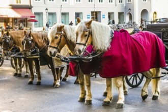 Two horses harnessed to the carriage at winter in Salzburg, Austria, Europe