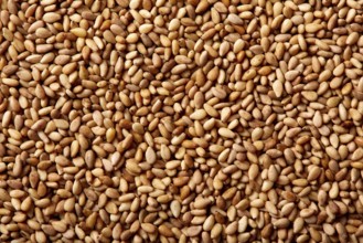 Sesame seeds texture macro detail background