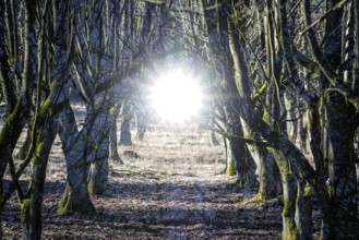 A natural burial grave site, Hofgeismar, Weser Uplands, Weserbergland, Hesse, Germany, Europe