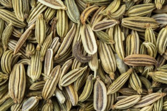 Dried fennel seeds aromatic spice, food background
