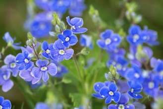 Veronica chamaedrys, blue blossoms in spring