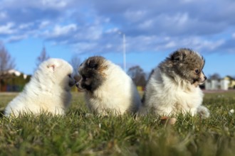Little puppies. Pomeranian puppies playing outdoor Pomeranian spitz-dog