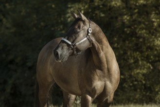 Quarter Horse with show halter in portrait, Austria, Europe