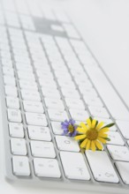 Concept of flowers growing from computer, ecology metaphor