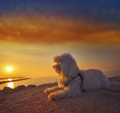 Maltichon pet dog relaxed looking sunset in a beach