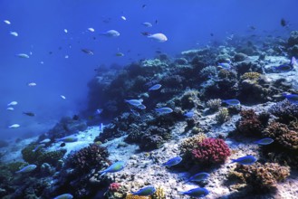 Underwater view of the coral reef, Tropical waters, Marine life