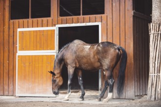 Beautiful brown horse standing in front of his stables ready for horse back riding. Majestic