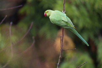 Rose-ringed Parakeet, Ring-necked Parakeet, (Psittacula krameri), garden, Neuhofen,