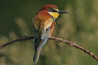 Bee-eater, (Merops apiaster), individual, perch, Bad Dürkheim district, Rhineland-Palatinate,