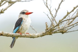 Brown-hooded kingfisher (Halcyon albiventris), perching site, Kingfisher family, iSimangaliso