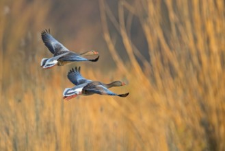 Greylag goose, Anser Anser, flight photo, side view, two birds, Wagbachniederung,