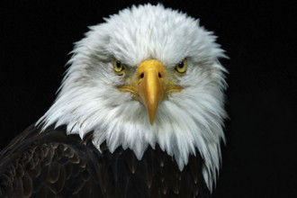 Animal, animals, bird, birds, bird of prey, birds of prey, eagle, white-tailed eagle, bald eagle