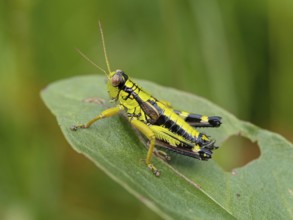 Green mountain grasshopper (Miramella alpina), Grasshopper, Green Mountain Grasshopper,