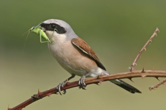 Red-backed shrike (Lanius collurio), Pie-griËche Ècorcheur, AlcaudÛn Dorsirrojo, Spider, spider,