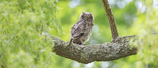Spotted eagle-owl (Bubo africanus), Grand-duc africain, Wakkerstrom surroundings, Wakkerstrom,
