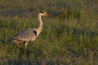 Grey grey heron (Ardea cinerea), Foraging, Boat Trip, Tiszaalpár, Kiskunsági National Park,