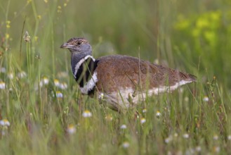 Little bustard (Tetrax tetrax) Outarde canepetière, Sisón Común, Hides De Calera / Great Bustard,